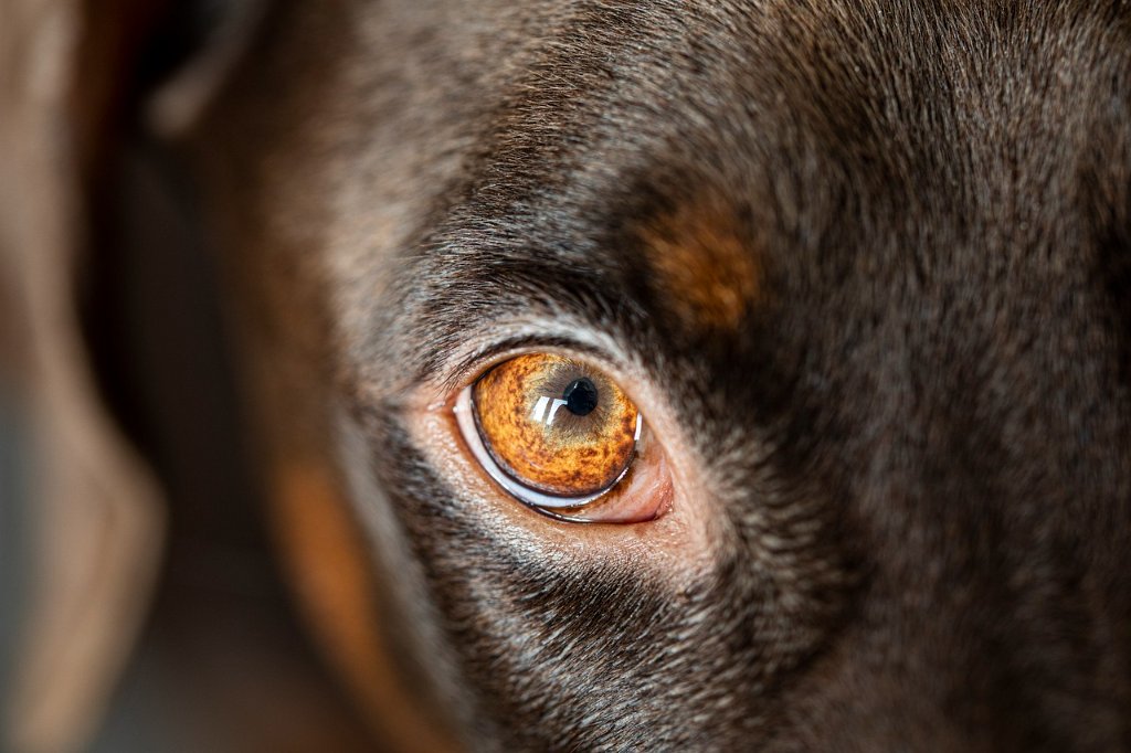Hundeauge im Detail — Makroaufnahme