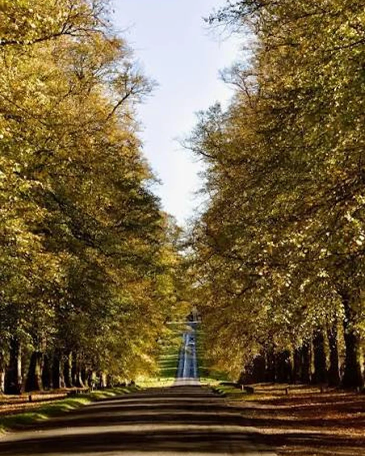 A long avenue of tall trees with a path disappearing into the distance