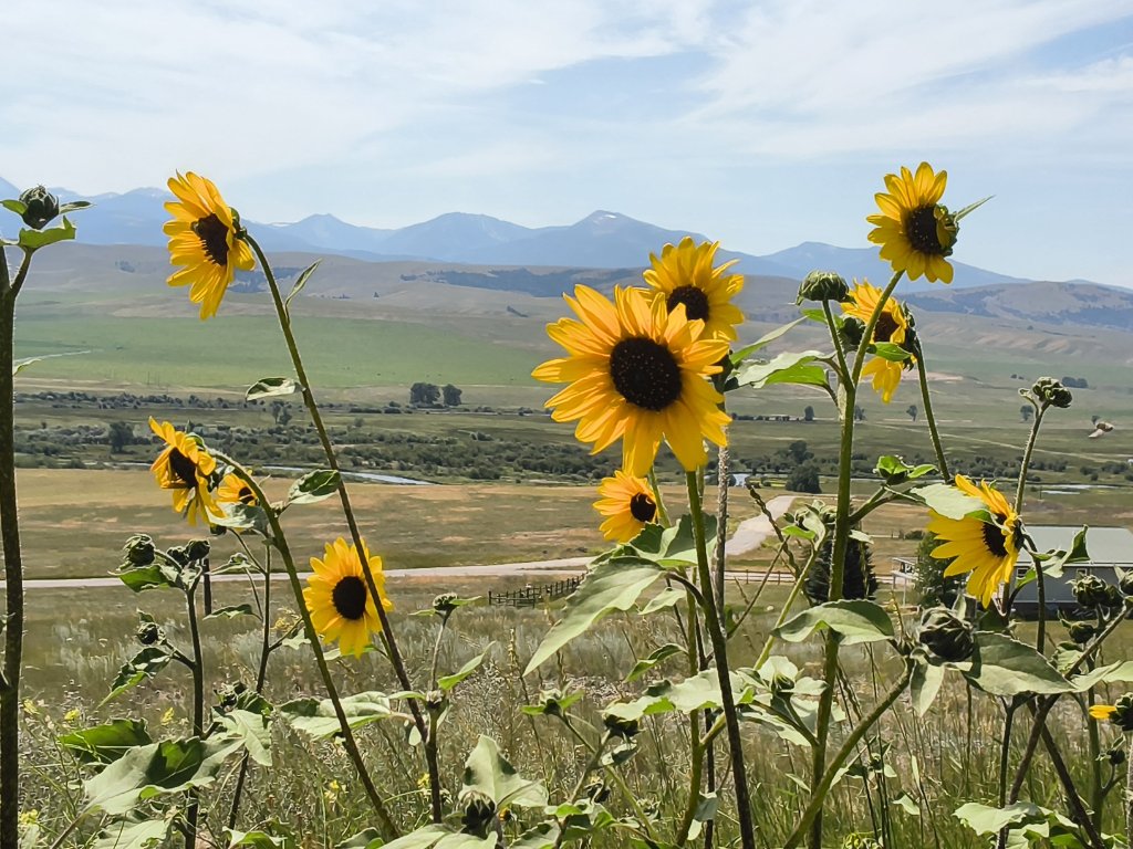 Best Local Eats in Deer Lodge, Montana