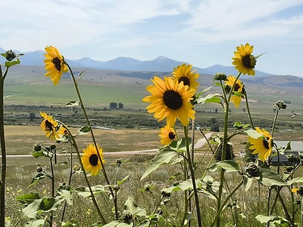 Wild sunflowers with mountains in the distance