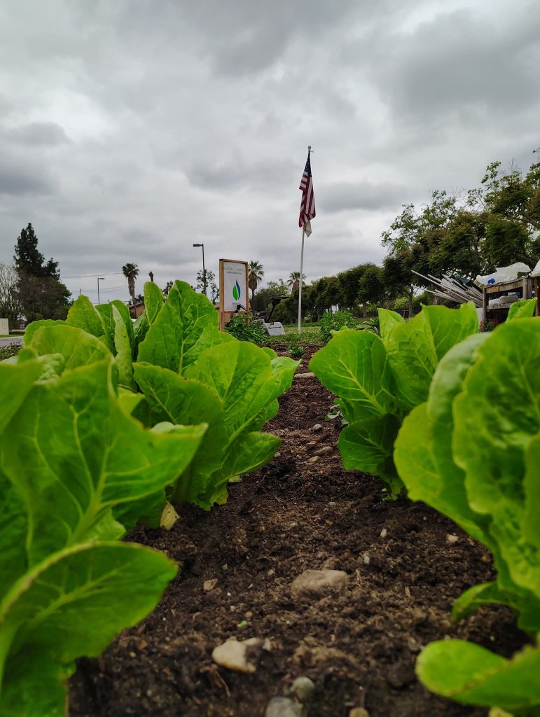 Rows of fresh lettuce growing at Walker CA Farms in Pomona, California