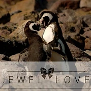 Jewellove — black and white couple