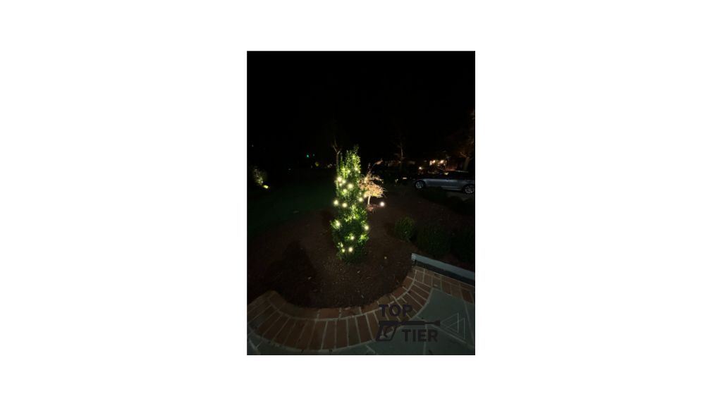 Spiral Evergreen