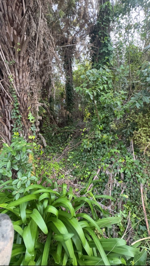 Garden clearing & tidy-up before