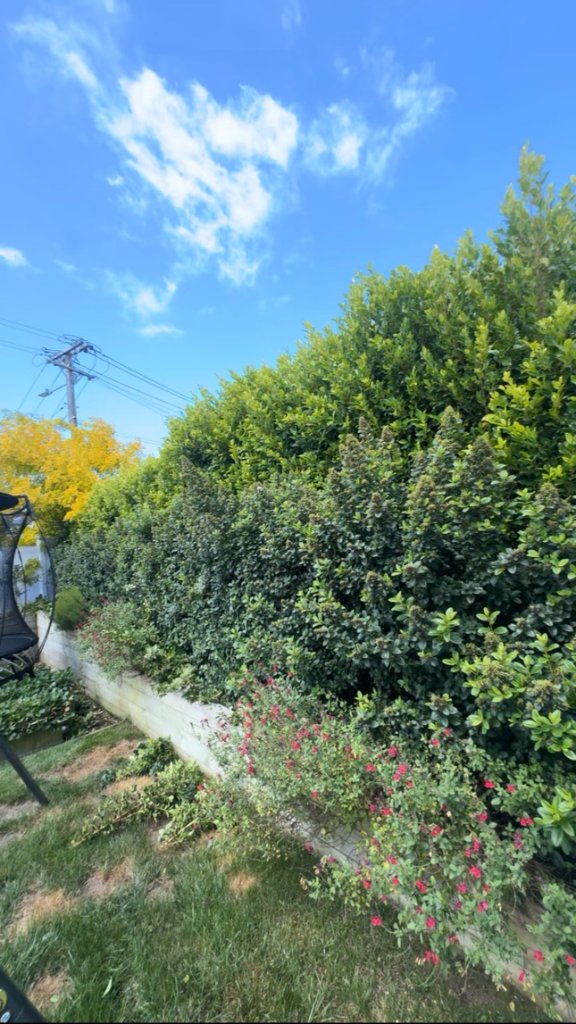 Hedge trimming & garden refresh before
