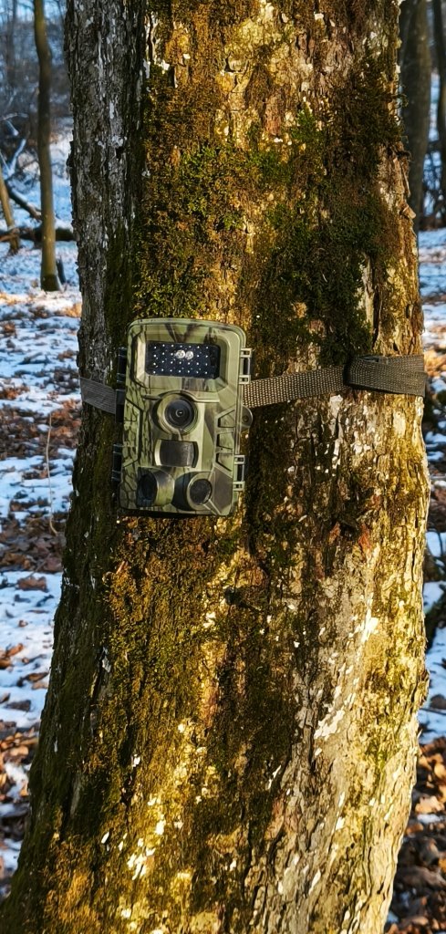 Camera de monitorizare fixată pe trunchi — ochiul nevăzut al pădurii