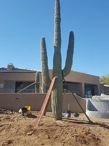 Large multi-armed specimen saguaro freshly installed at a residential job site, braced with wooden stakes