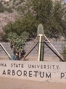 Saguaros and cholla installed at the Arizona State University Desert Arboretum Park signage wall
