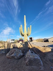Large specimen saguaro staged and braced on a residential landscape with decorative boulders