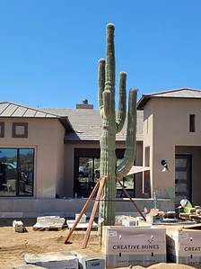 Mature multi-armed saguaro installed at a high-end residential construction site
