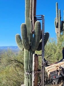 Padded wooden rigging strapped to a multi-armed saguaro beside a transport vehicle under clear desert sky