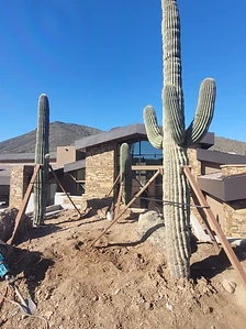 Three saguaros installed on a graded mound in front of a luxury home with mountain backdrop