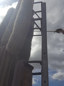 Vertical wooden and metal bracing frame strapped and padded against a mature saguaro trunk