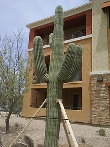 Multi-armed saguaro installed at a three-story commercial complex with stone veneer and mustard stucco