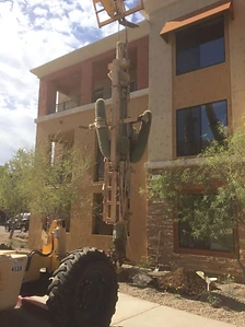 Yellow telehandler lowering a braced saguaro into a prepared landscape bed beside a stucco building