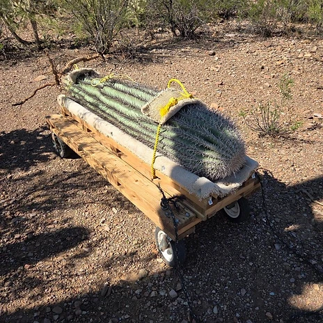Large saguaro resting on a custom wooden dolly, padded and lashed with yellow rigging rope for ground transport