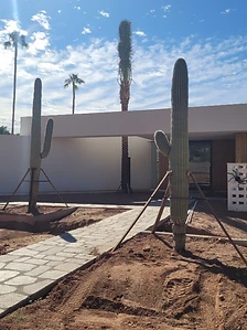 Two saguaros installed along a stone paver path at a modern residential build