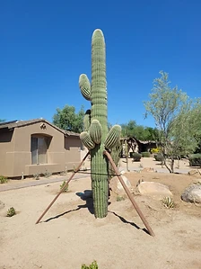 Five-armed mature saguaro braced and planted against a stucco home facade