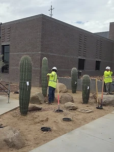Crew installing multiple saguaros at a commercial property with workers in high-visibility gear