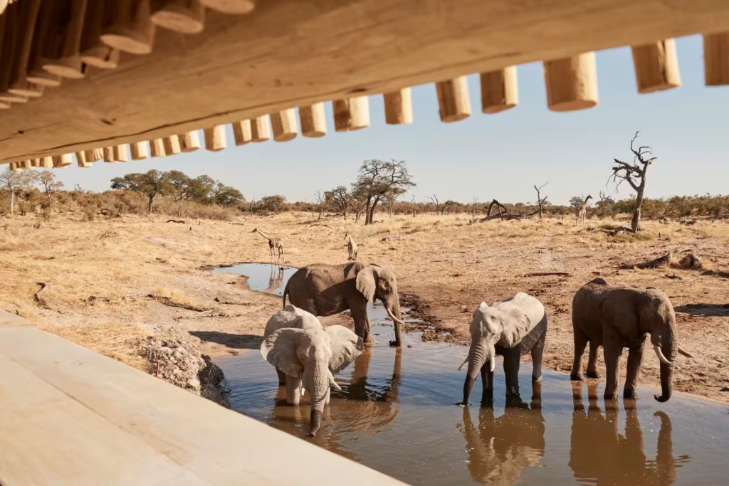 Savute Elephant Lodge