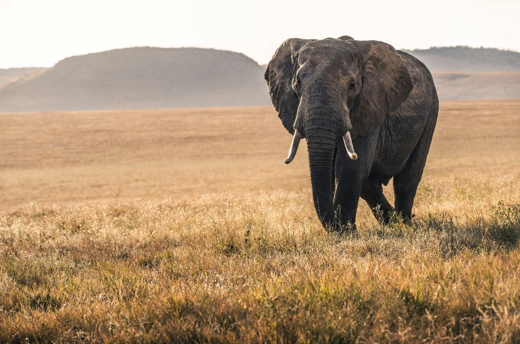 Safari