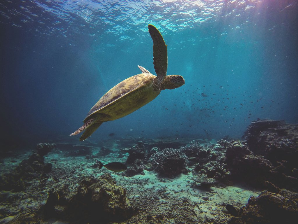 Diving