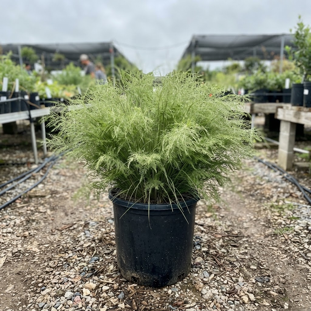 Muhlenbergia dumosa