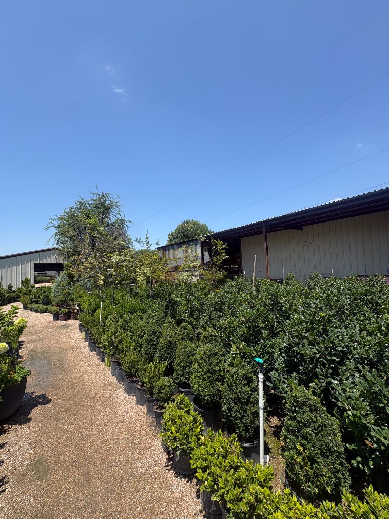 Rows of healthy container-grown shrubs and trees at the PlantCo nursery in the Dallas–Fort Worth area
