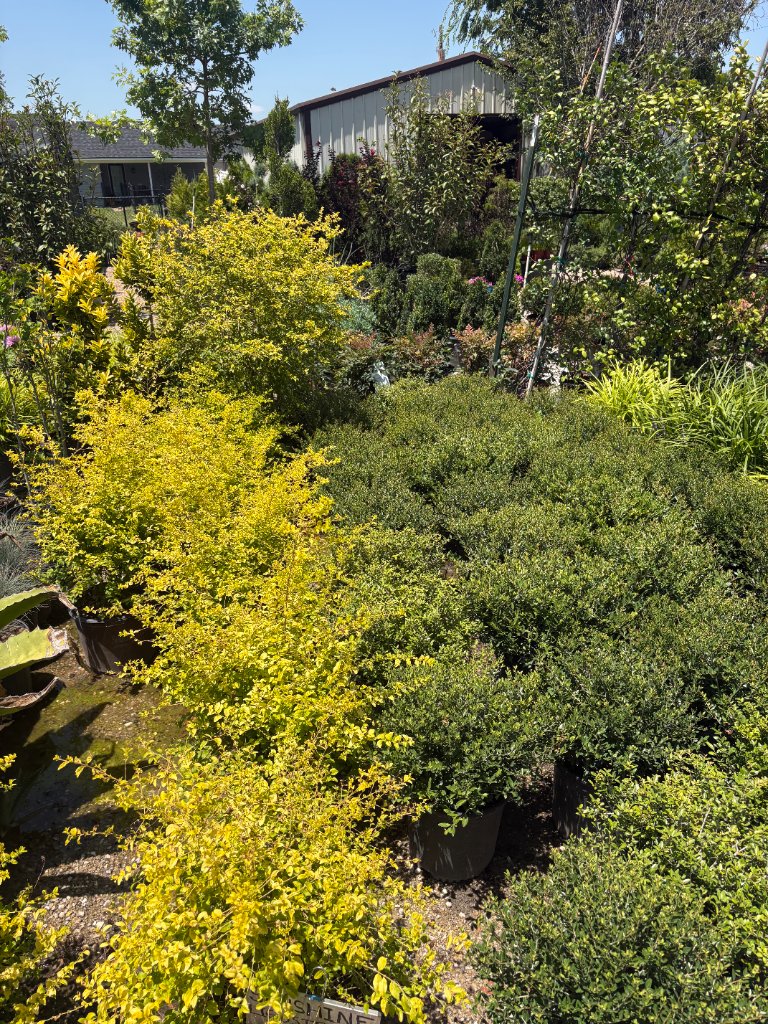 Top-down view of bright yellow and deep green potted nursery plants in rows at the PlantCo nursery in Arlington