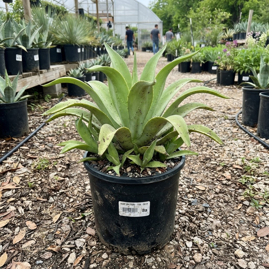 Agave bracteosa (8a) for sale in Dallas–Fort Worth