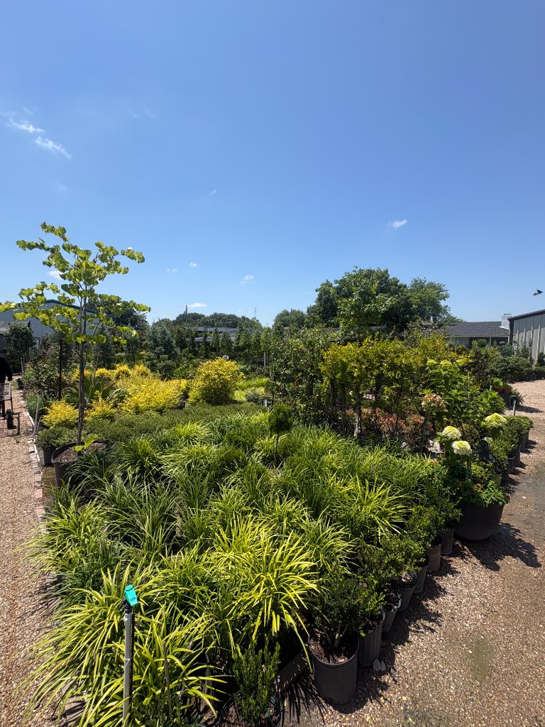Wide view of organized rows of potted plants and ornamental grasses at the PlantCo growing facility in Waxahachie, TX