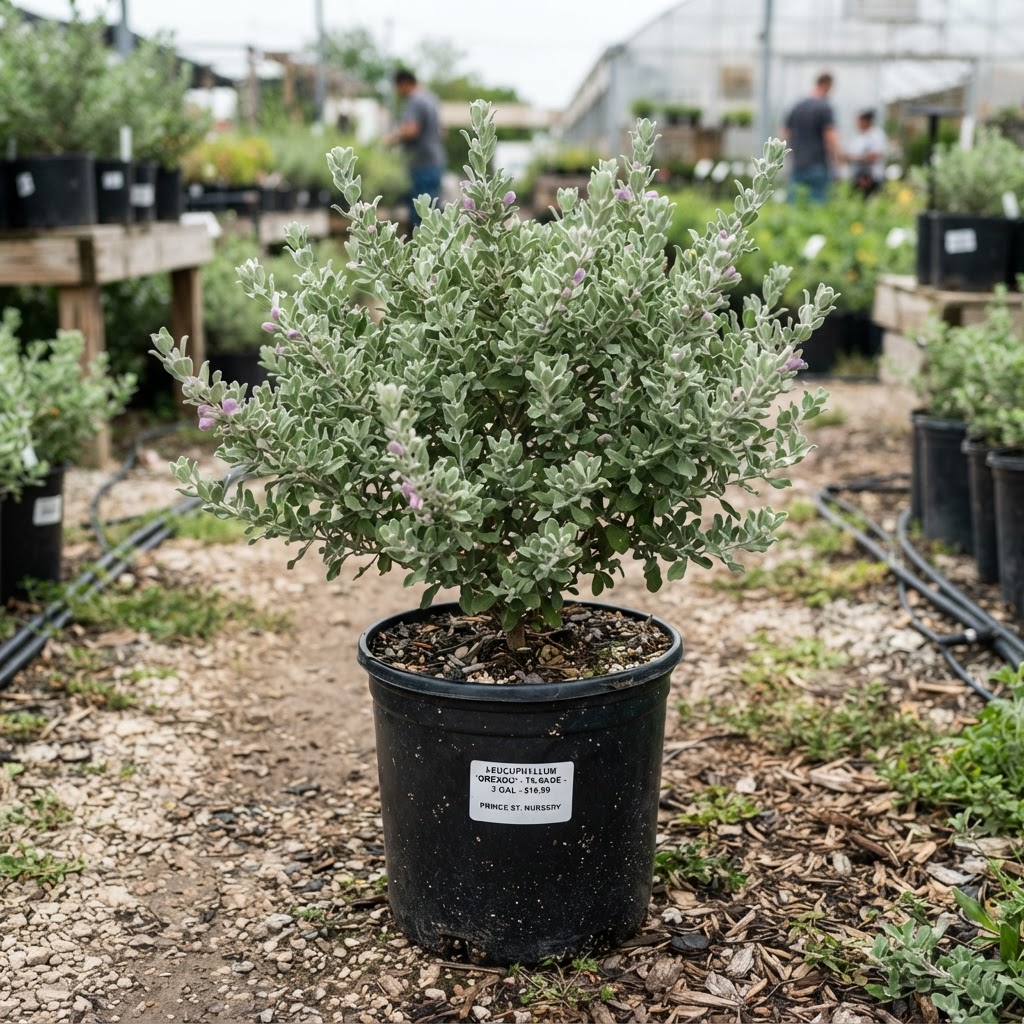 Leucophyllum 'Greado'  "TX Sage"