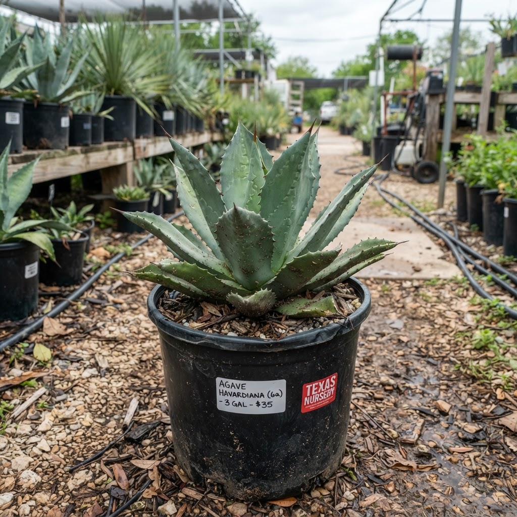 Agave havardiana (6a) for sale in Dallas–Fort Worth