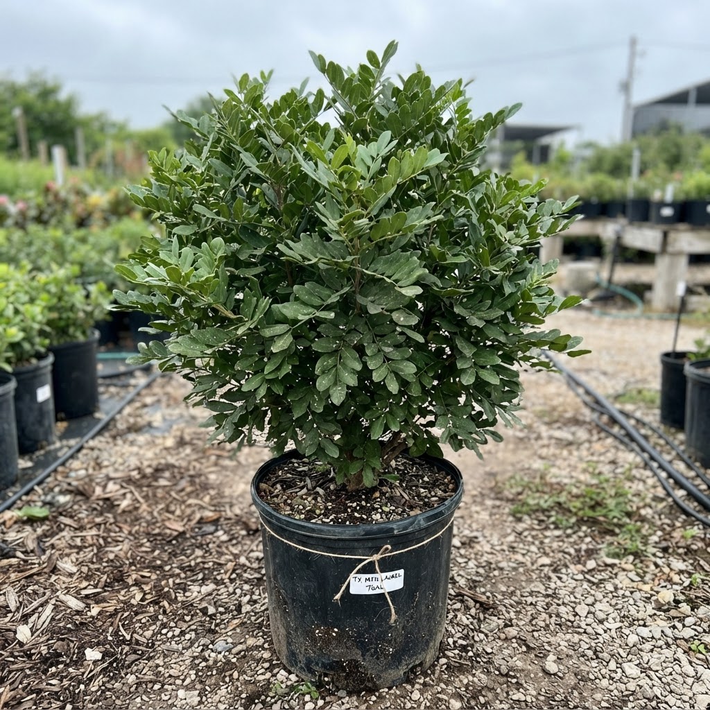 Sophora s. "Texas Mountain Laurel"