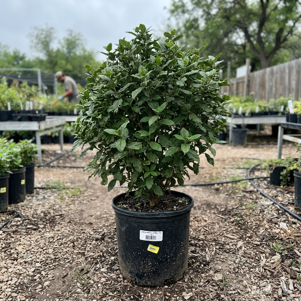 Ehretia anacua "Anaqua"