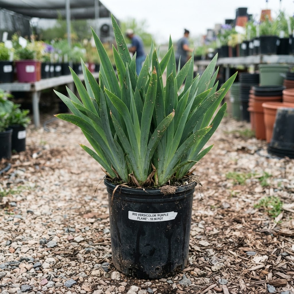 Iris versicolor 'Purple Flame'