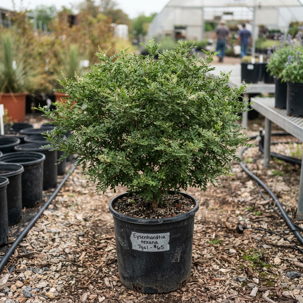 Eysenhardtia texana "Texas Kidney wood"