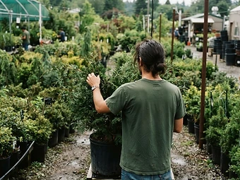 PlantCo team member carefully inspecting a potted shrub at a wholesale nursery before loading it for delivery