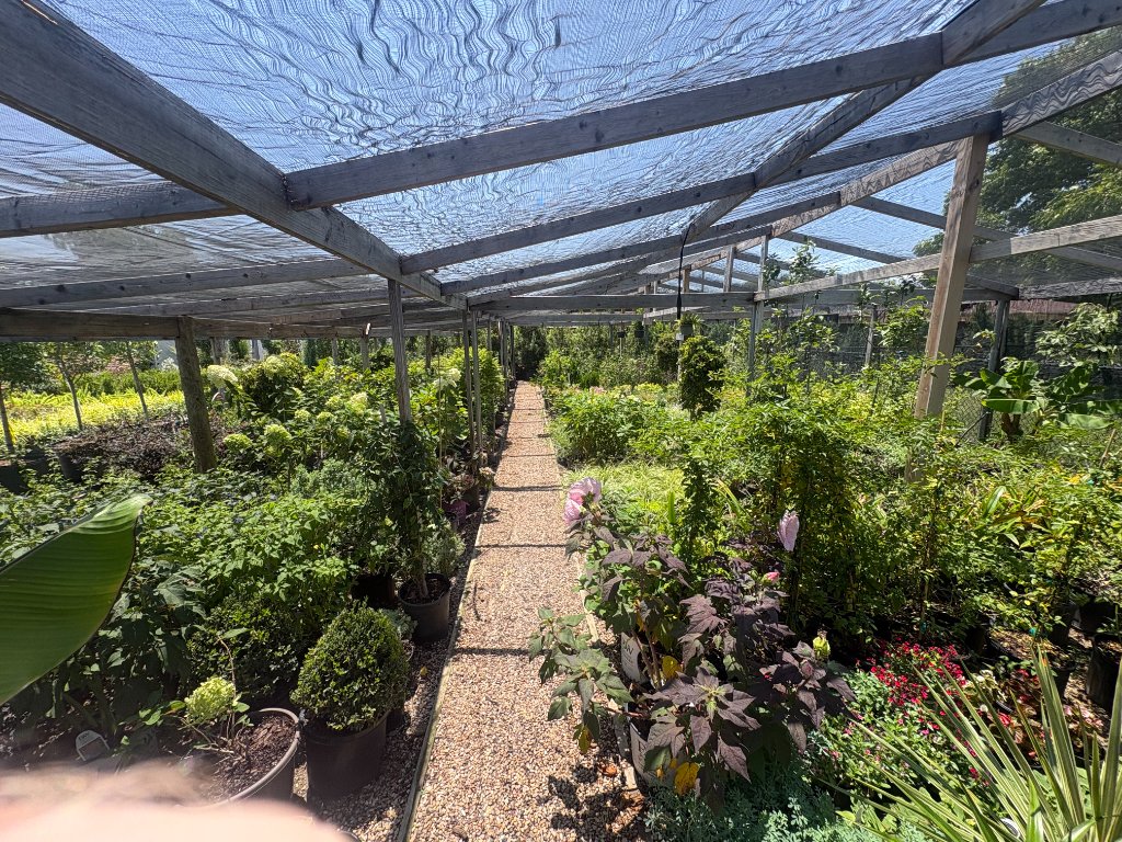 Potted shrubs and blooming plants arranged beneath a shade structure at the PlantCo nursery in Fort Worth