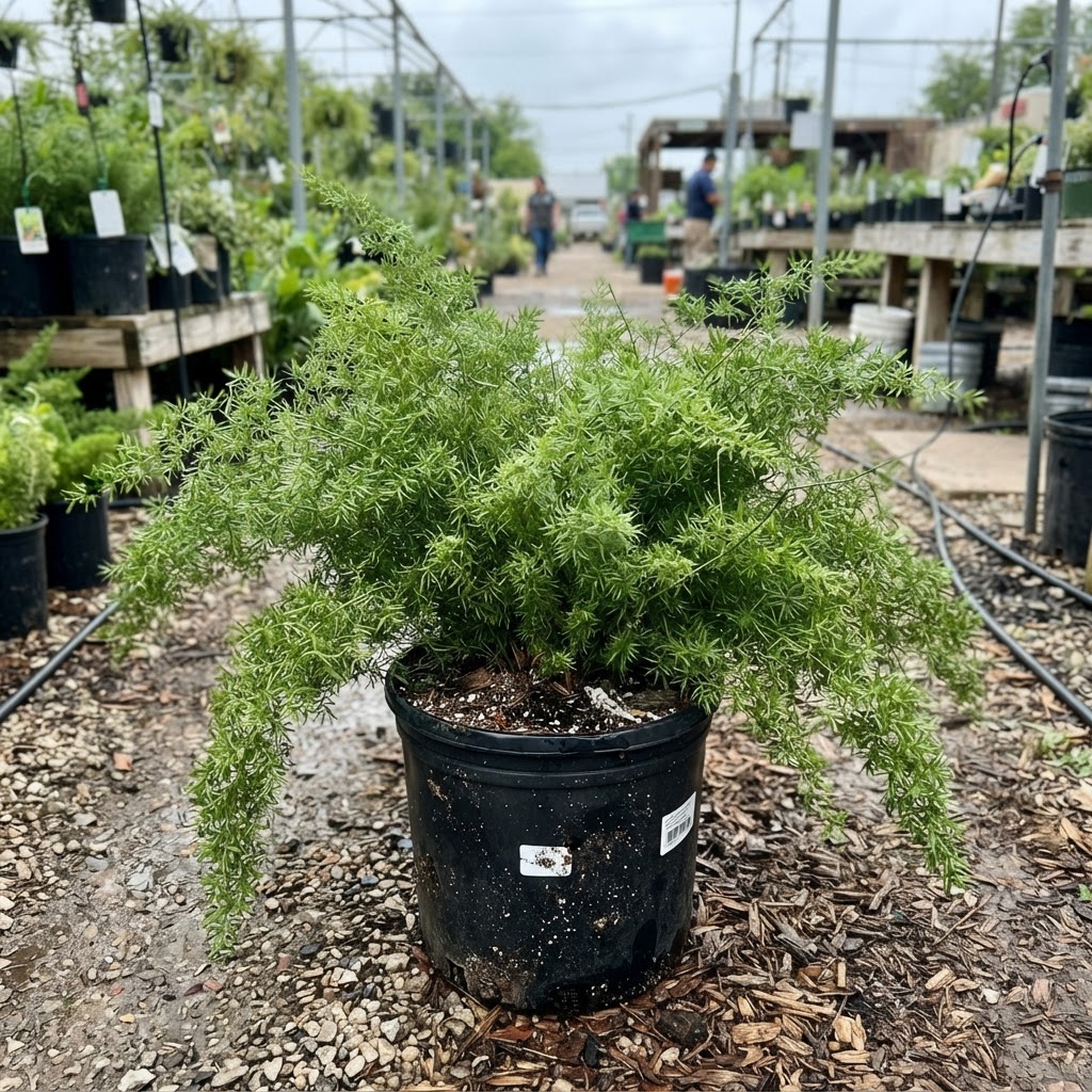 Asparagus sprengeri for sale in Dallas–Fort Worth