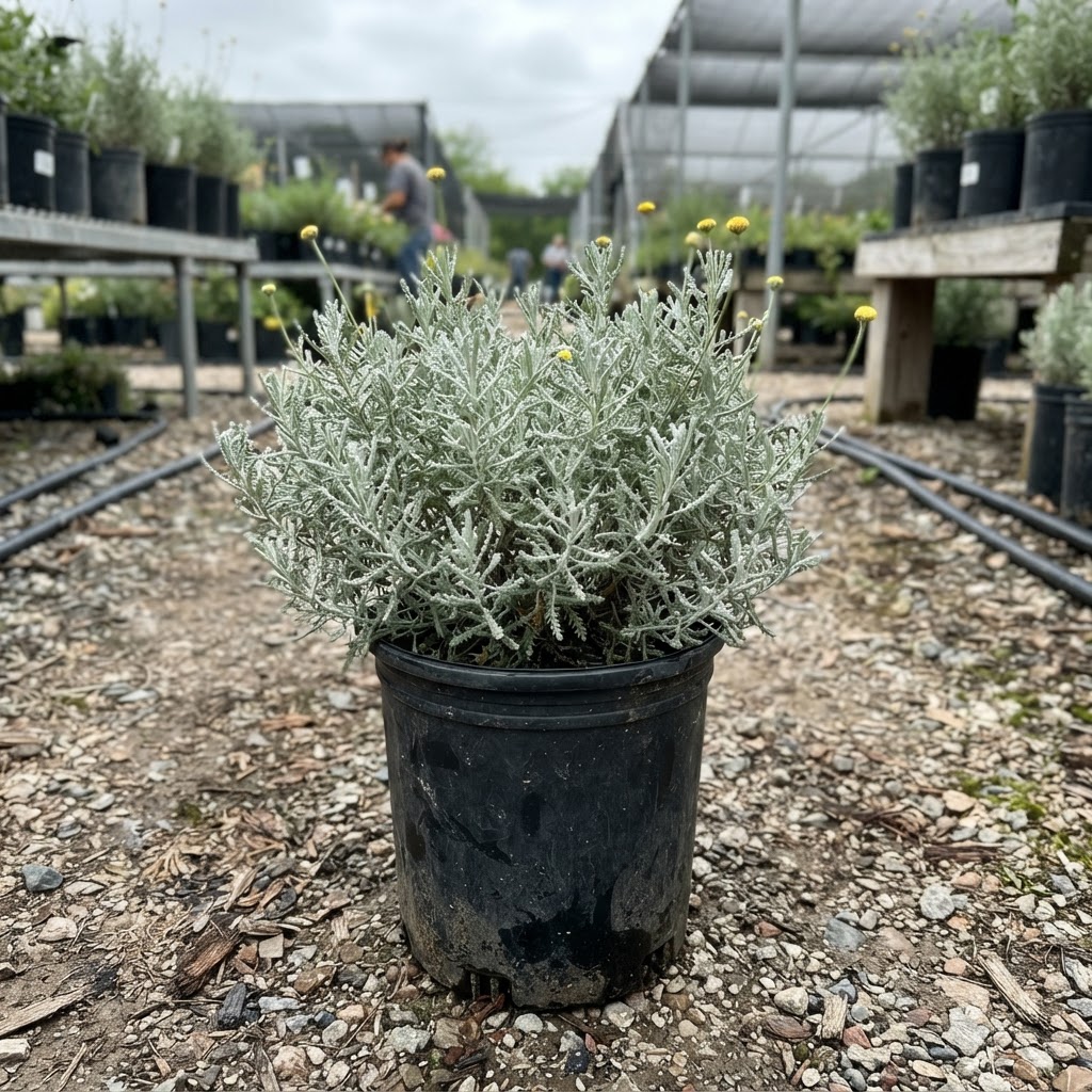 Santolina chamaecyparissus "Gray"