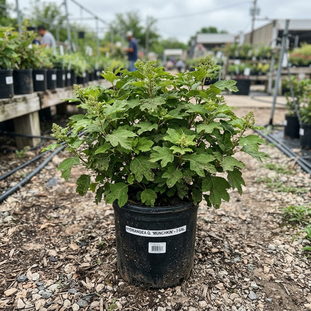Hydrangea q. 'Munchkin'