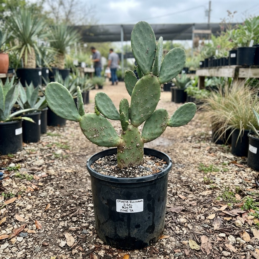 Opuntia c.'Ellisiana' {spineless}(7a) for sale in Dallas–Fort Worth