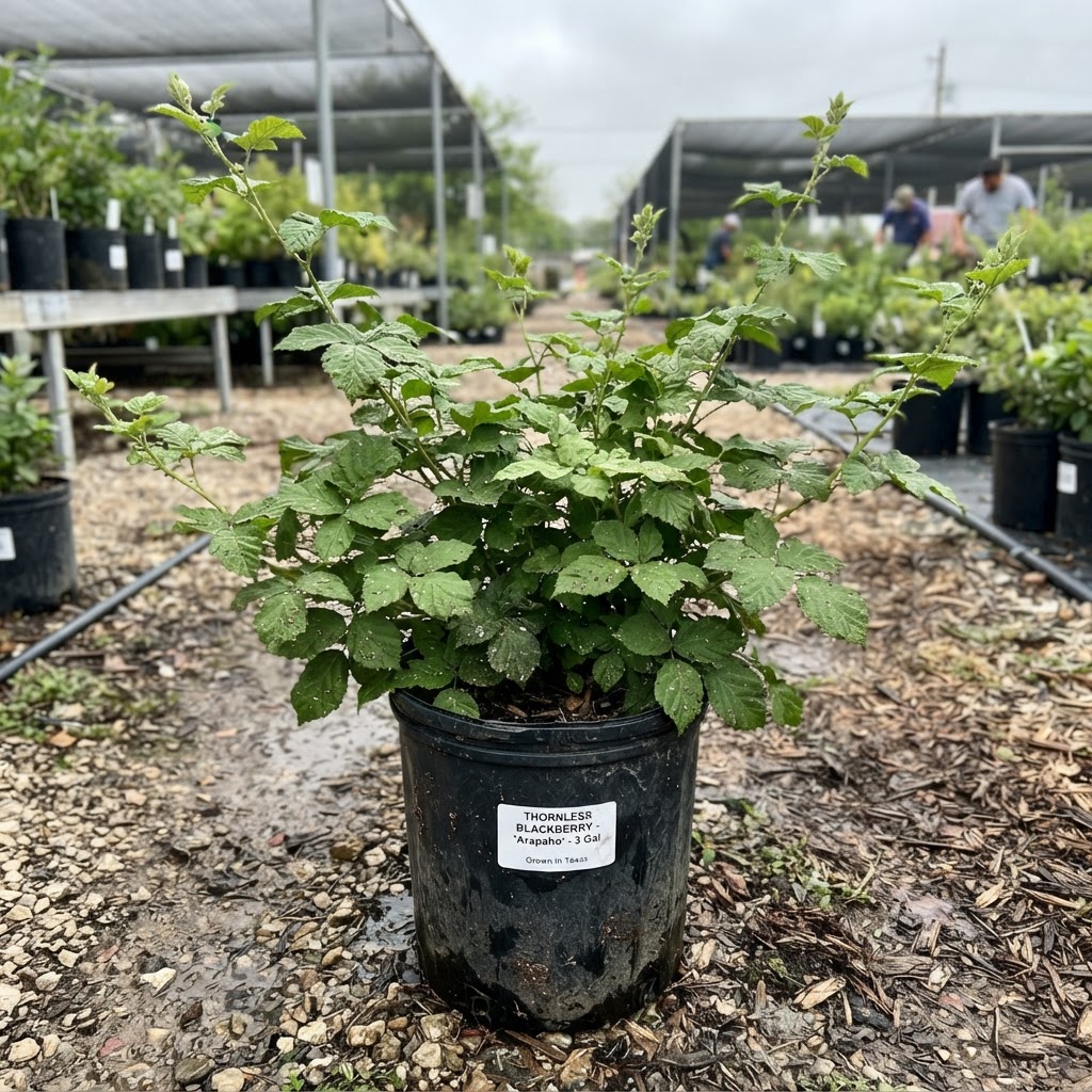 Rubus f. 'Arapaho' "Blackberry Thornless"