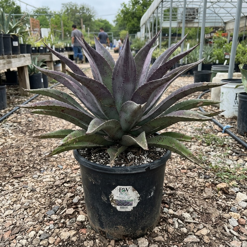 Mangave Art & Sol™ 'Lavender Lady' PW for sale in Dallas–Fort Worth