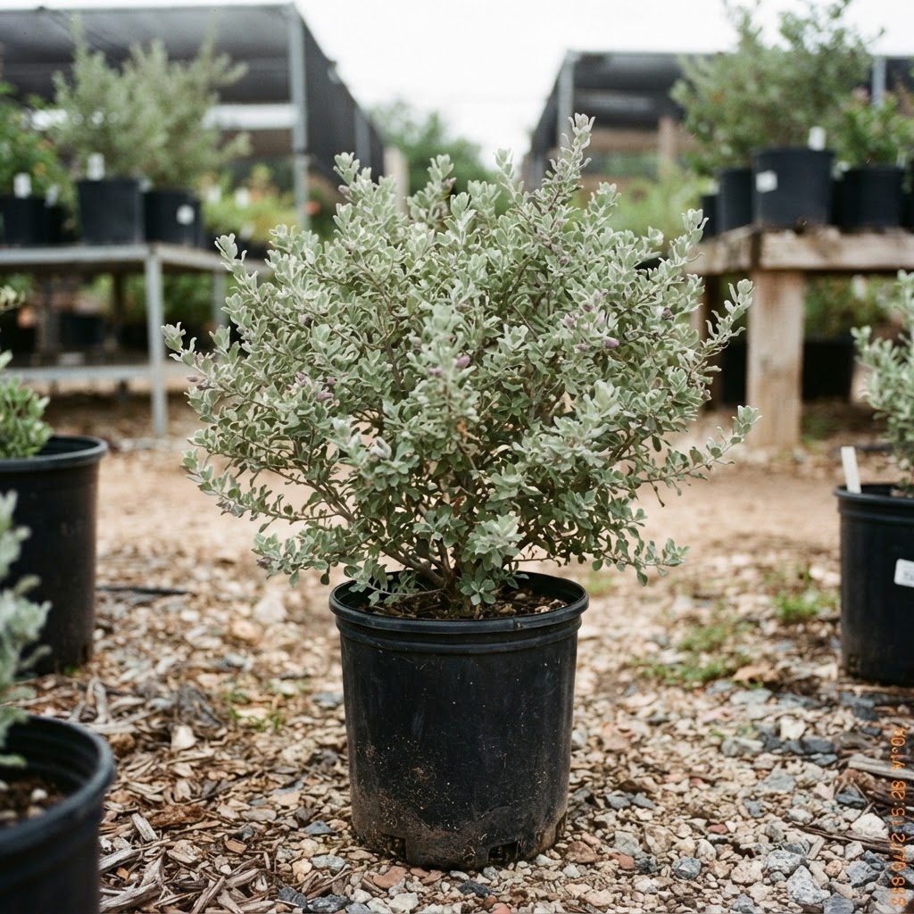 Leucophyllum 'Heavenly Cloud'  "TX Sage"