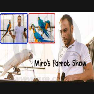 Miro's Comedy Parrot Show (20min)