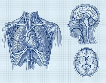 Editorial anatomical studies of the chest and brain