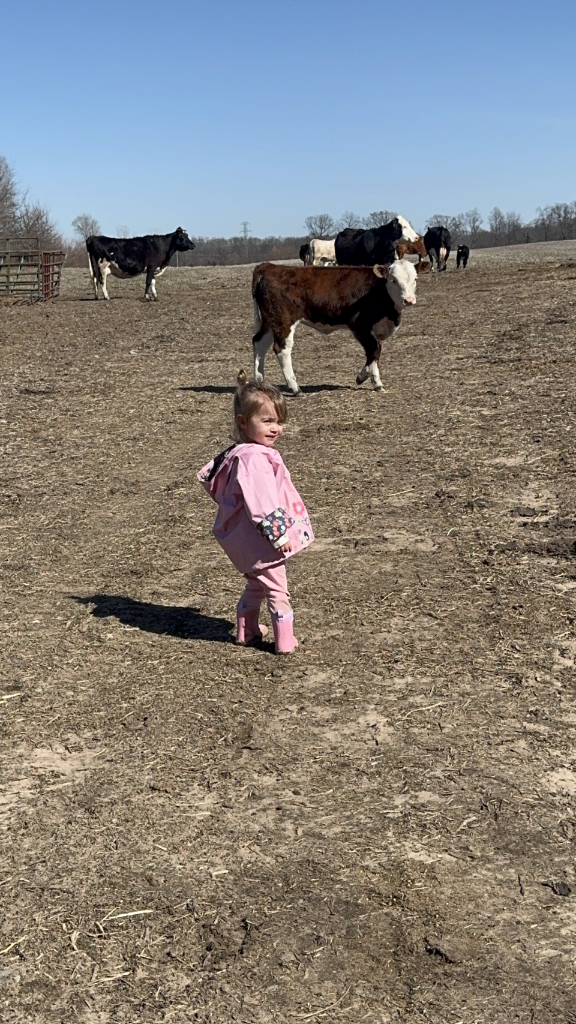 Toddler visiting the cows in the field
