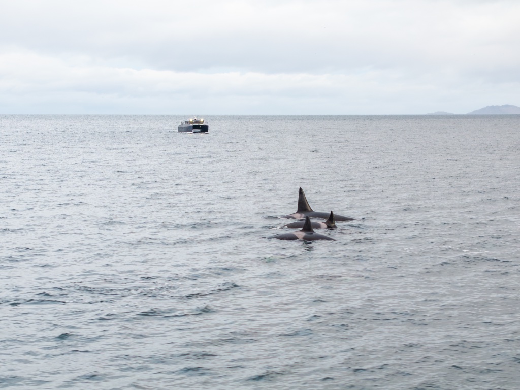 Humpback whale in Northern Norwegian waters